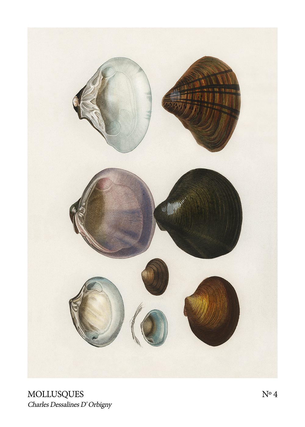 mollusques no 4 Snäckor Poster