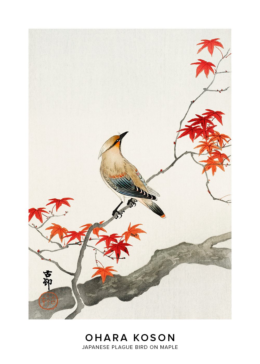 Japanese plague bird on maple Ohara Koson Poster