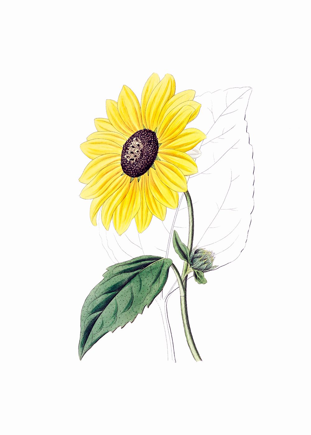 Sunflower Poster