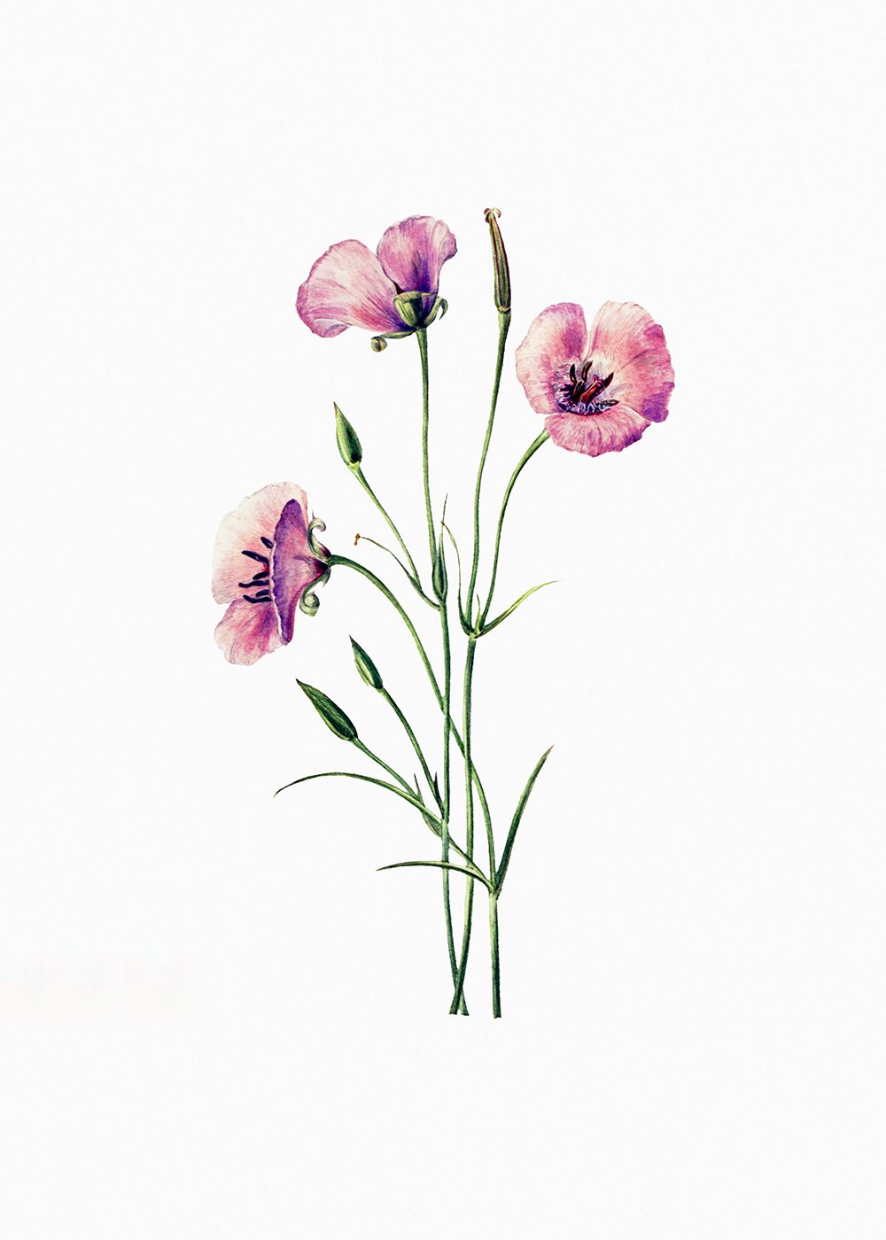 Lilac Mariposa Poster