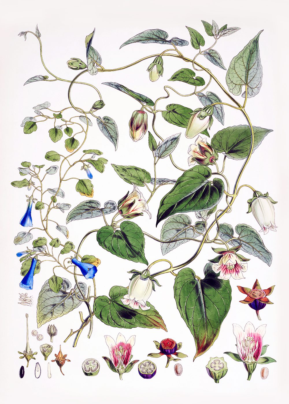 Lobelia Blommor Poster