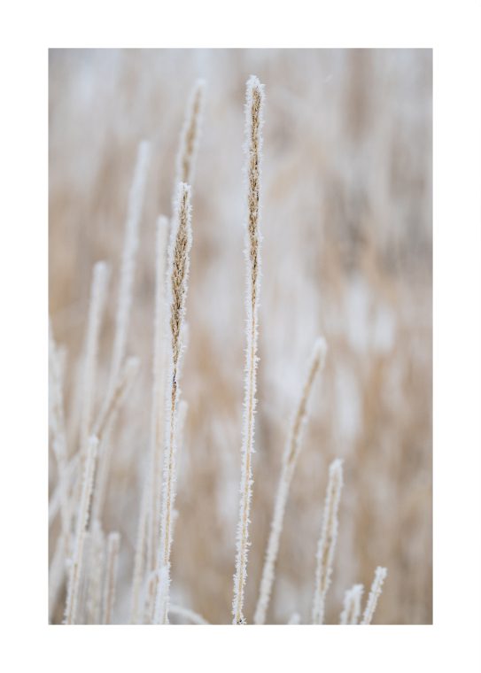 morning frost poster julposter