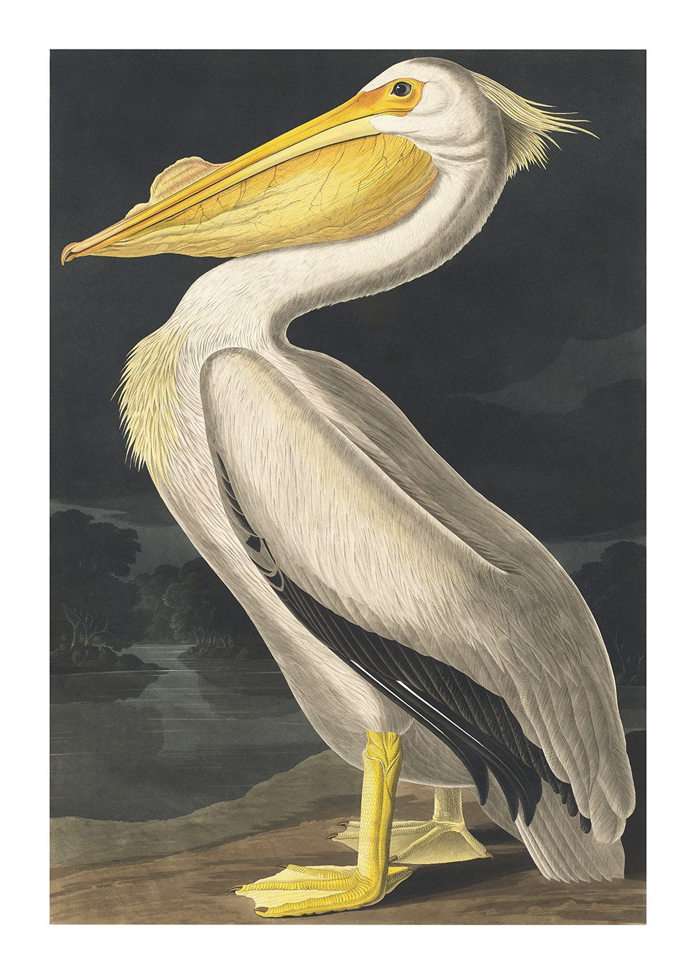 American White Pelican Poster av John James Audubon