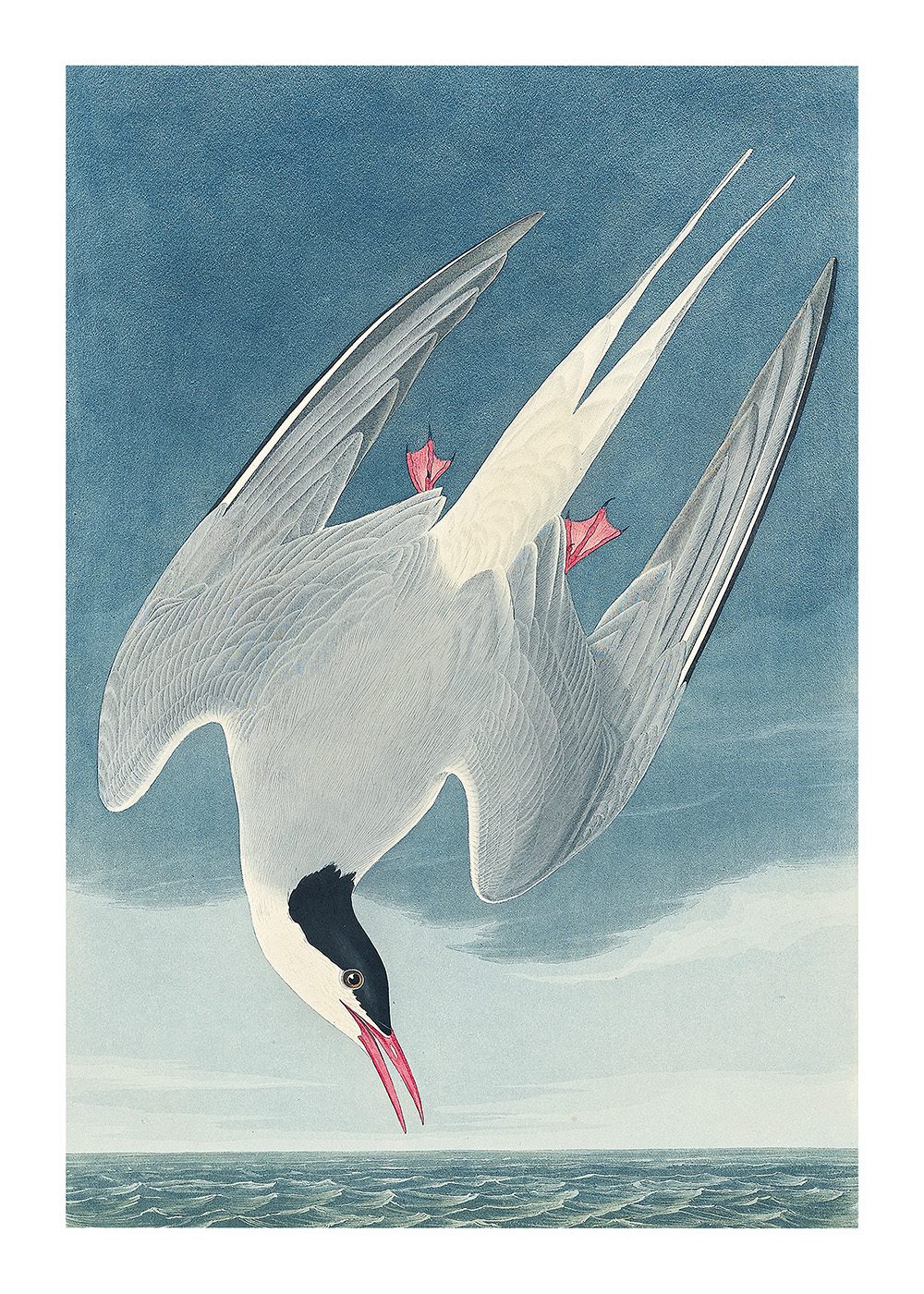 Arctic Tern Poster av John James Audubon