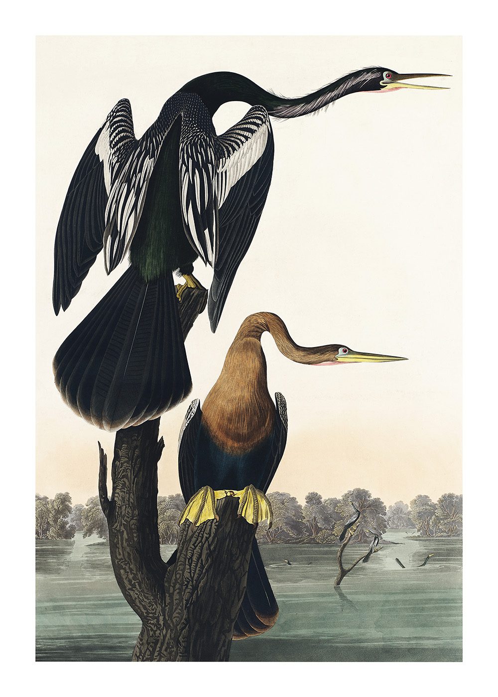 Black-bellied Darter Poster av John James Audubon