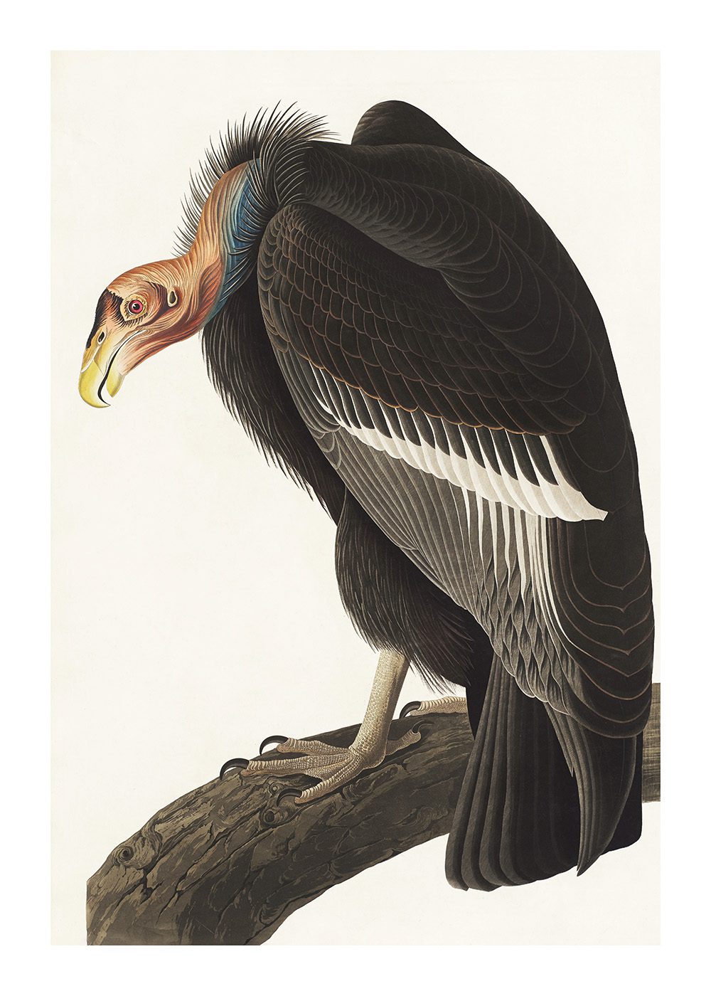 Californian Vulture Poster av John James Audubon
