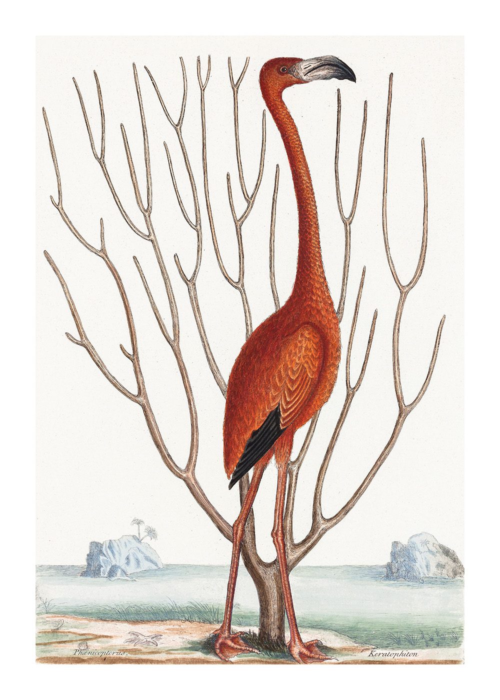 Flamingo Poster av Mark Catesby