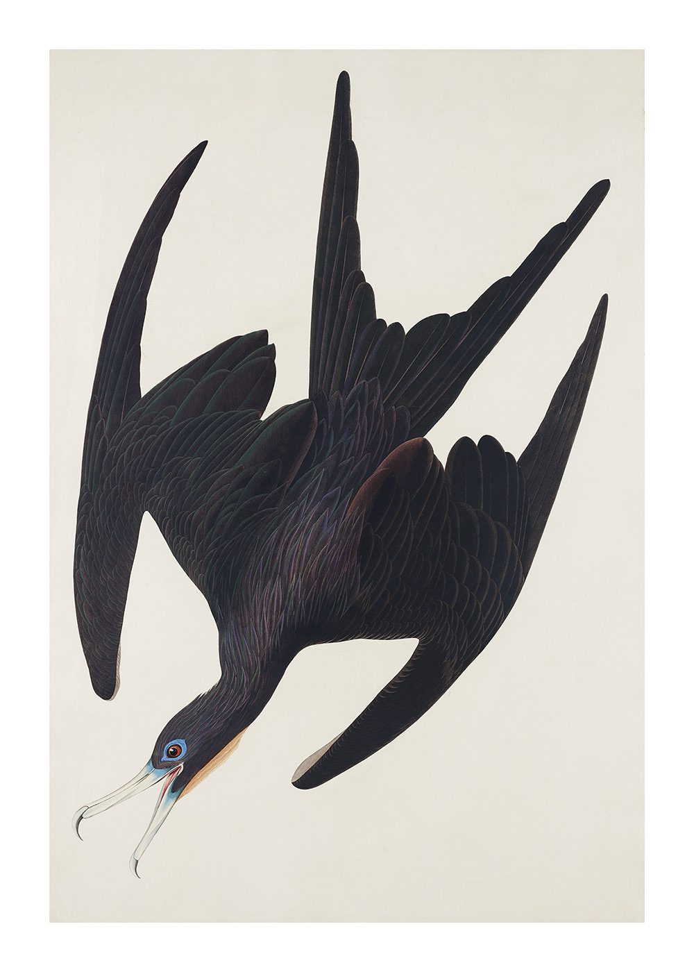 Frigate Pelican Poster av John James Audubon