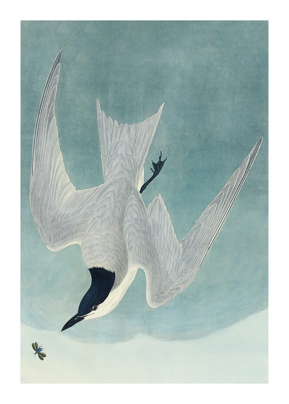 Marsh Tern Poster av John James Audubon