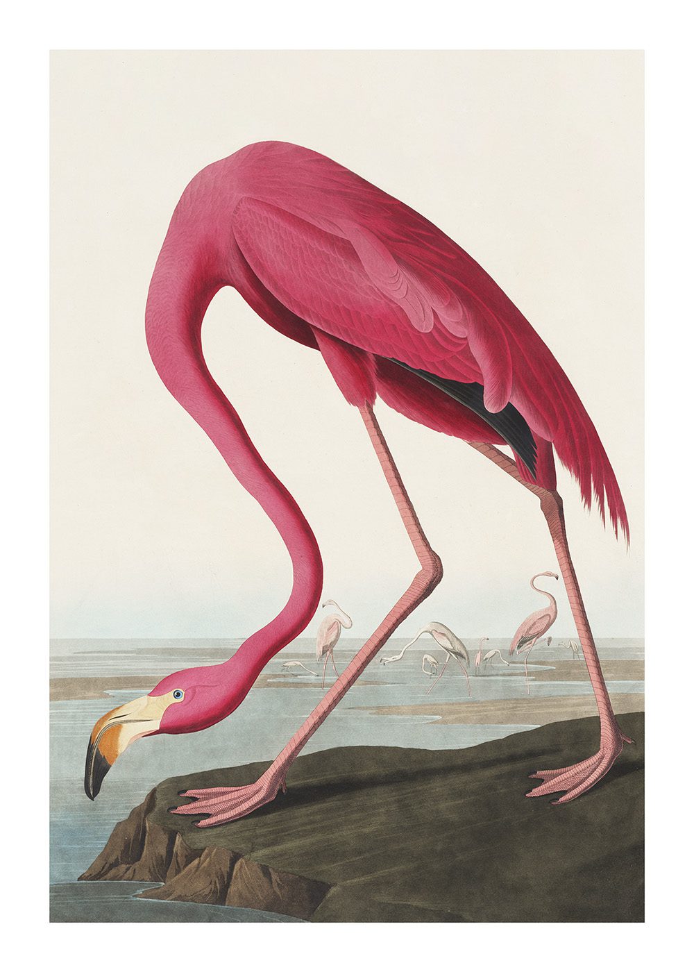 Pink Flamingo Poster av John James Audubon