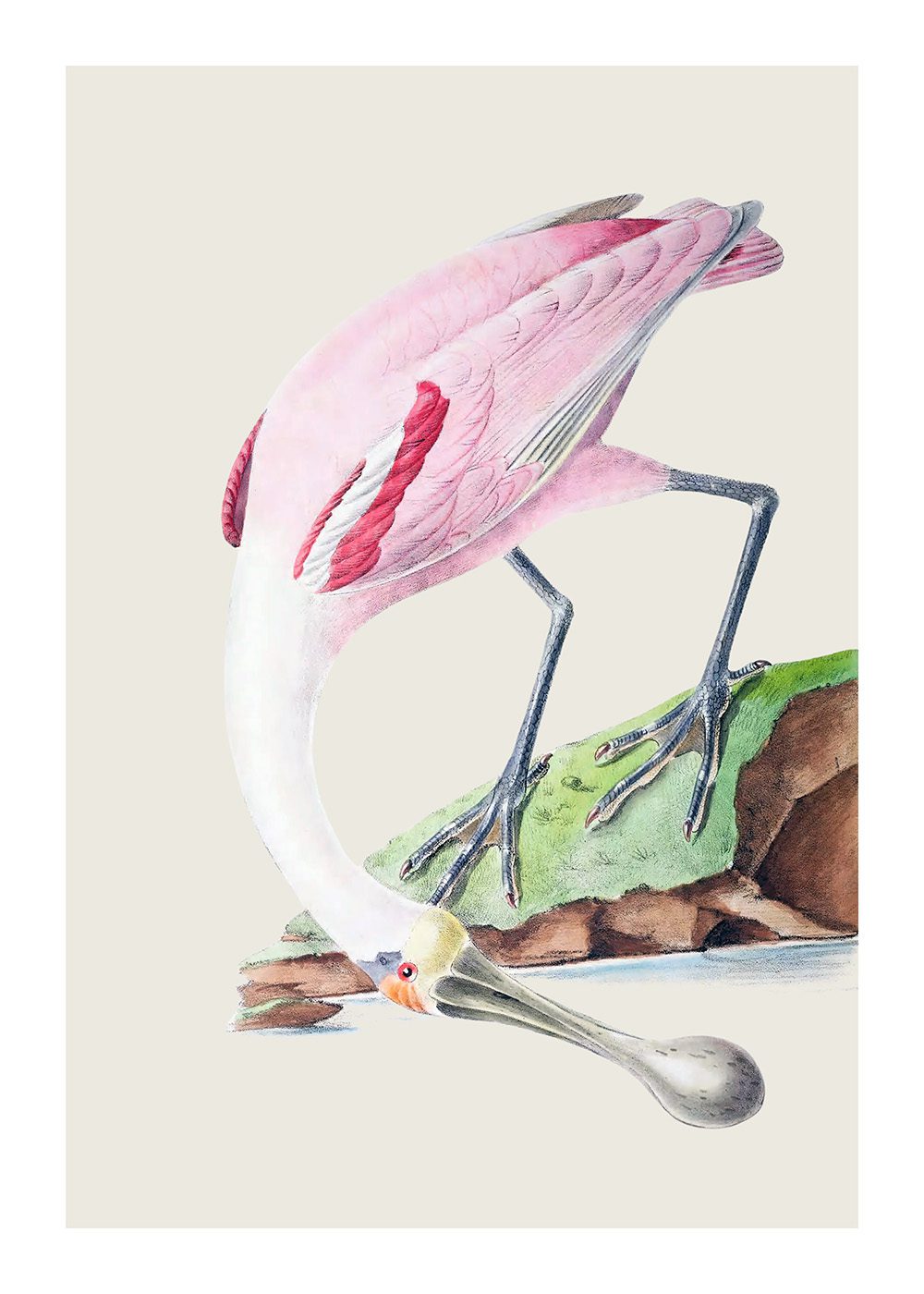 Roseate Spoonbill Poster av Jean-Théodore Descourtilz