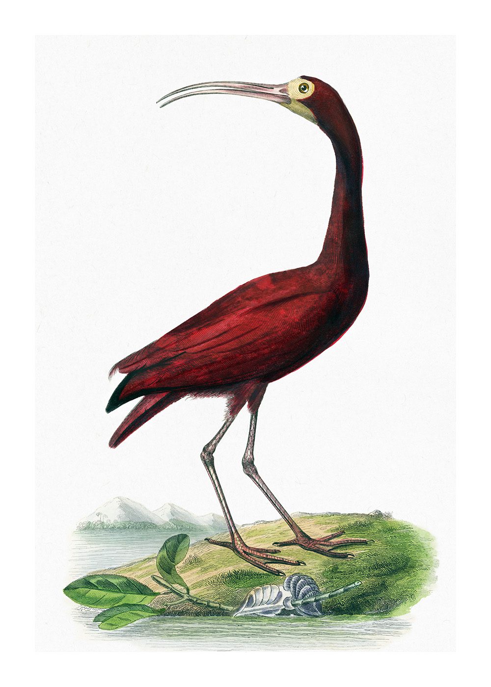 Scarlet ibis bird Poster av Paul Gervais