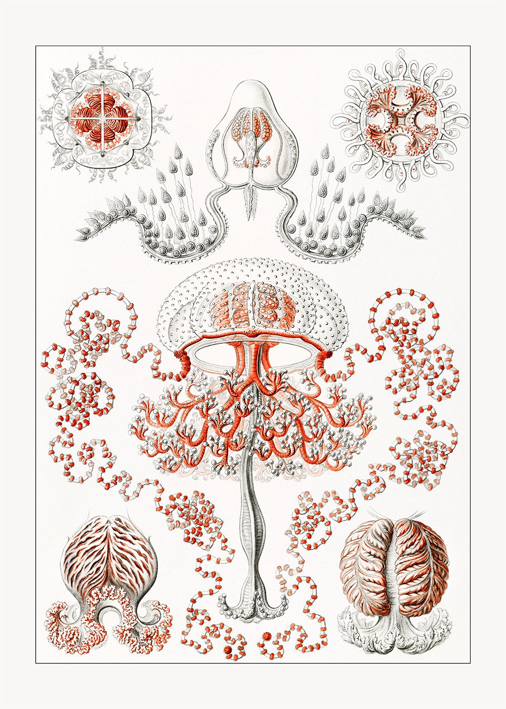 Anthomedusae Poster Ernst Haeckel