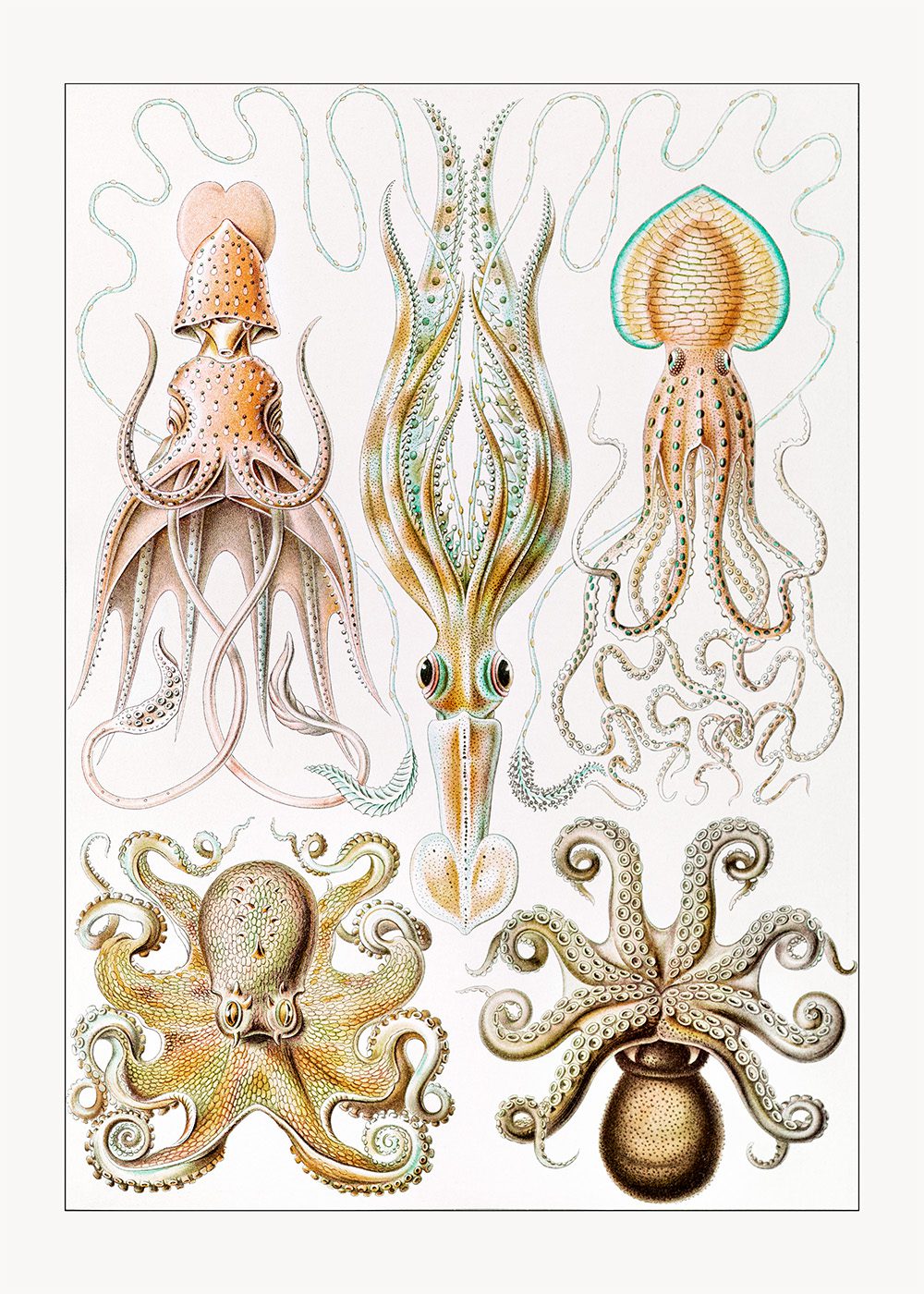 Bläckfiskar Poster Ernst Haeckel