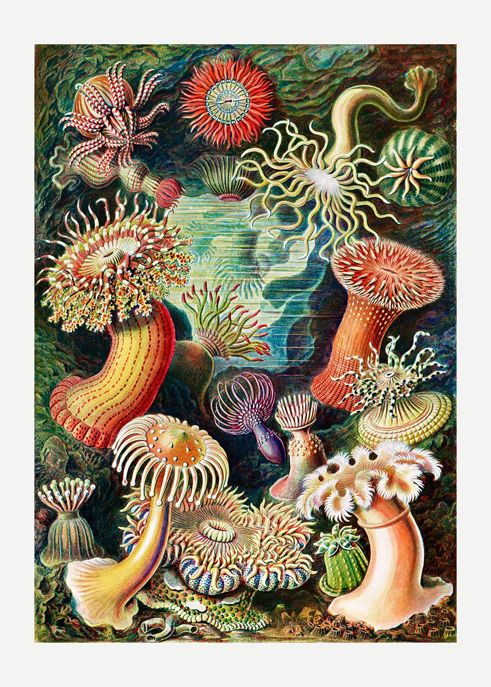 Havsanemoner Poster Ernst Haeckel , Actiniae