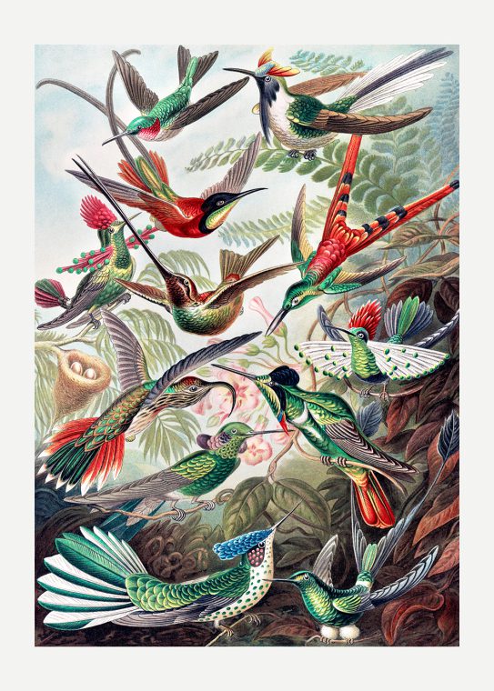 Kolibrier Poster Ernst Haeckel Trochilidae