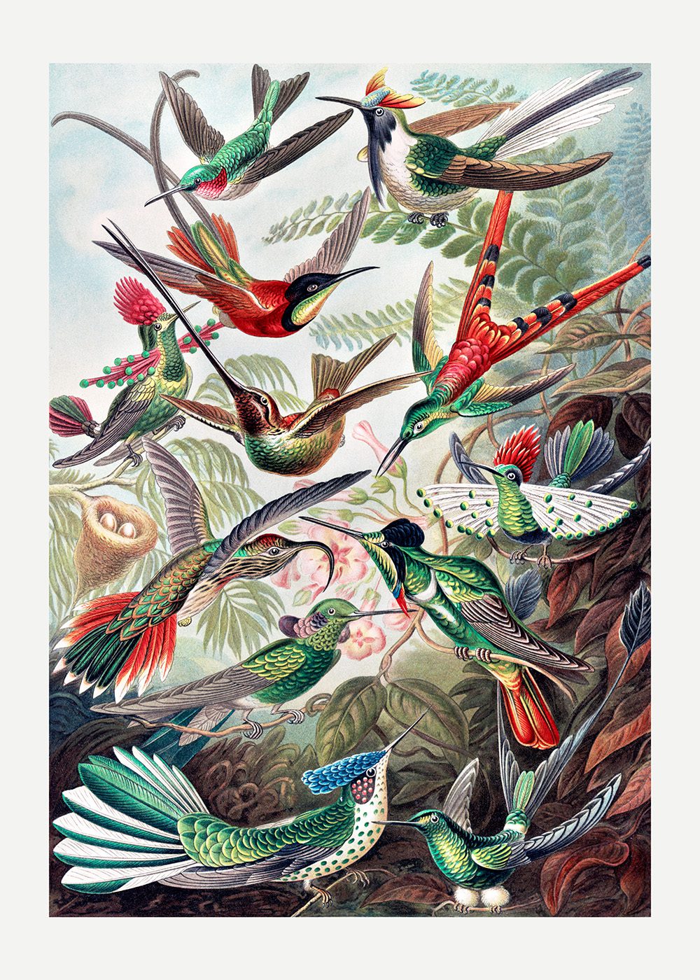 Kolibrier Poster Ernst Haeckel Trochilidae