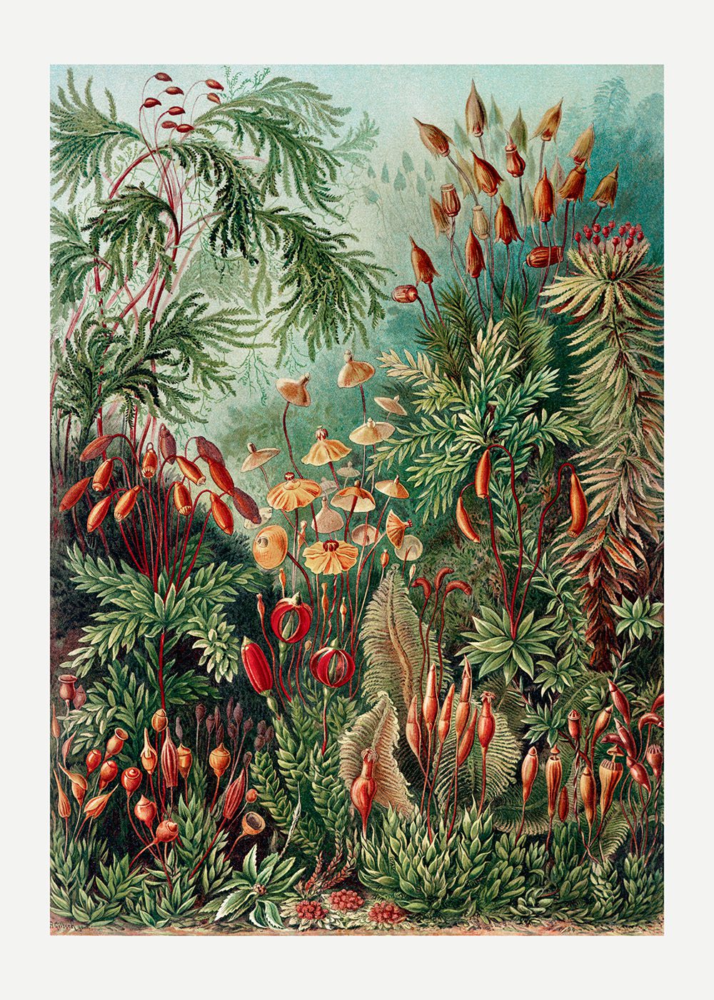 Mossor Poster Ernst Haeckel Muscinae