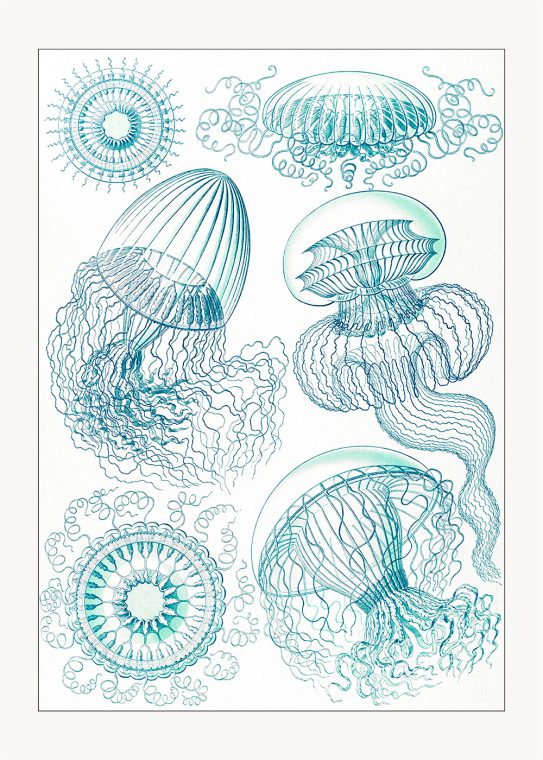 Nässeldjur Poster Leptomedusae Ernst Haeckel