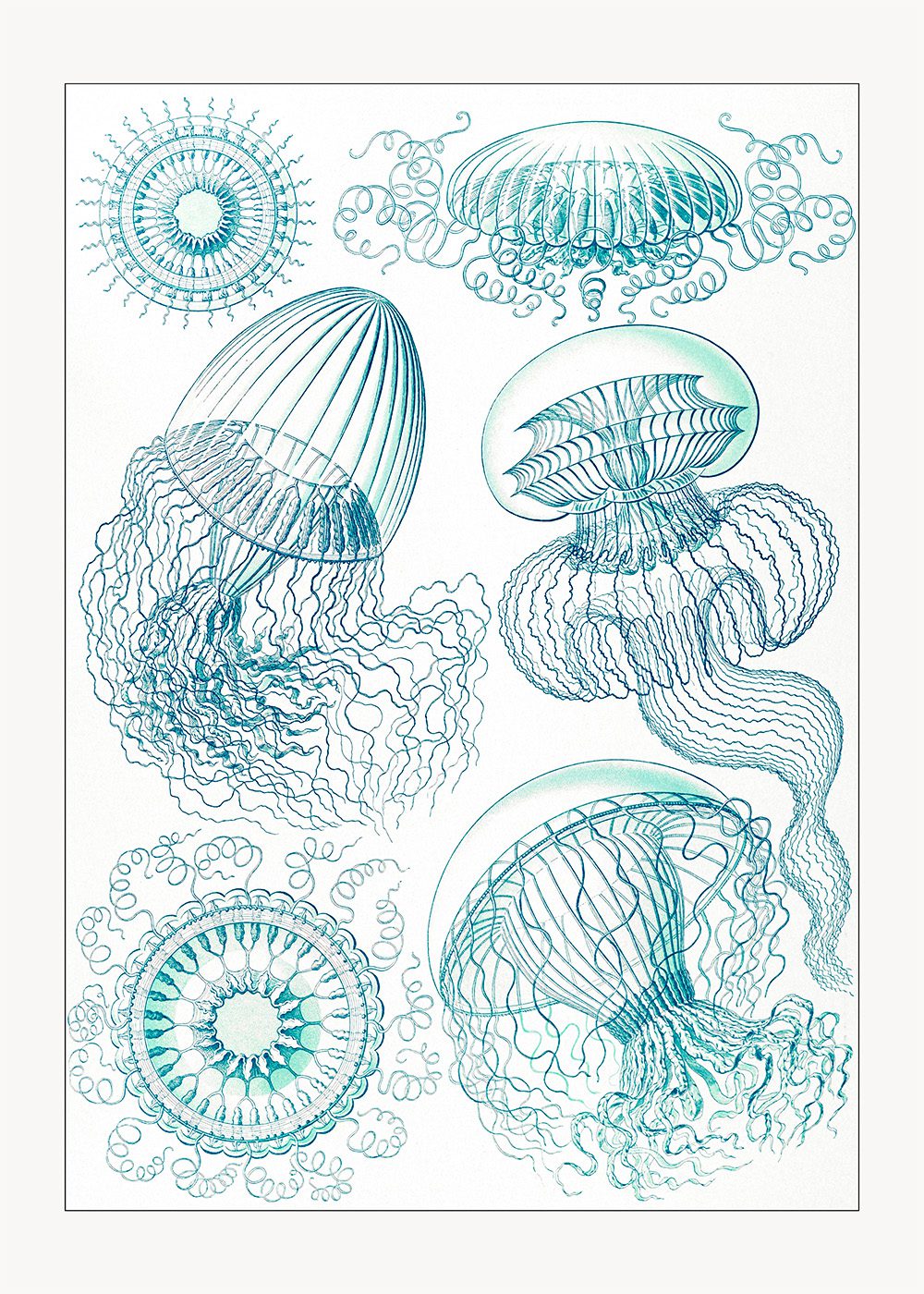 Nässeldjur Poster Leptomedusae Ernst Haeckel