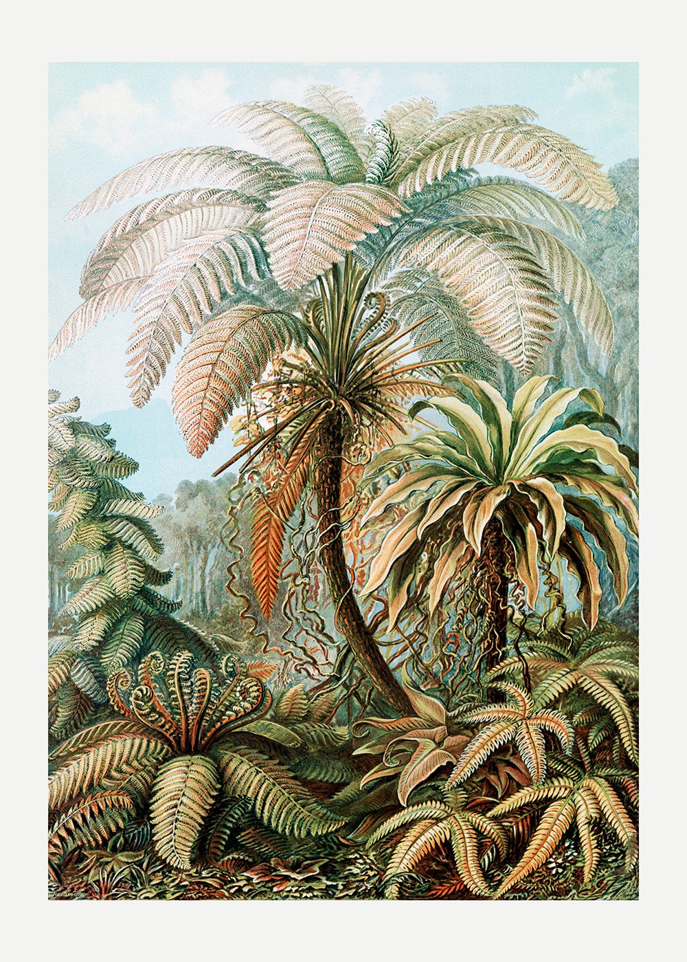 Ormbunksväxter Poster Ernst Haeckel Filicinae