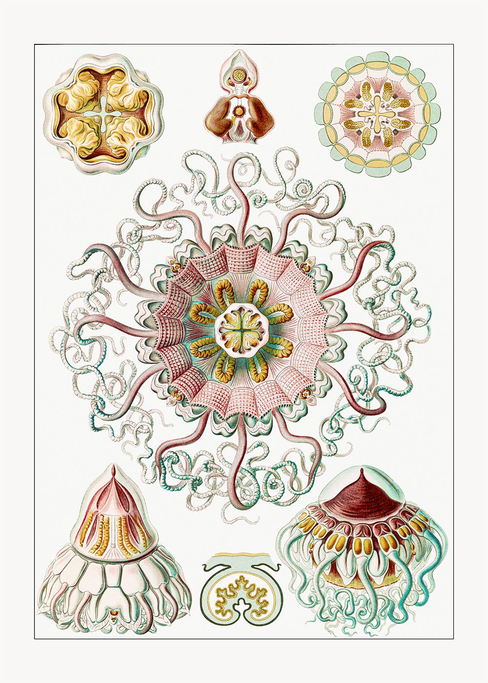 Peromedusae Poster Ernst Haeckel