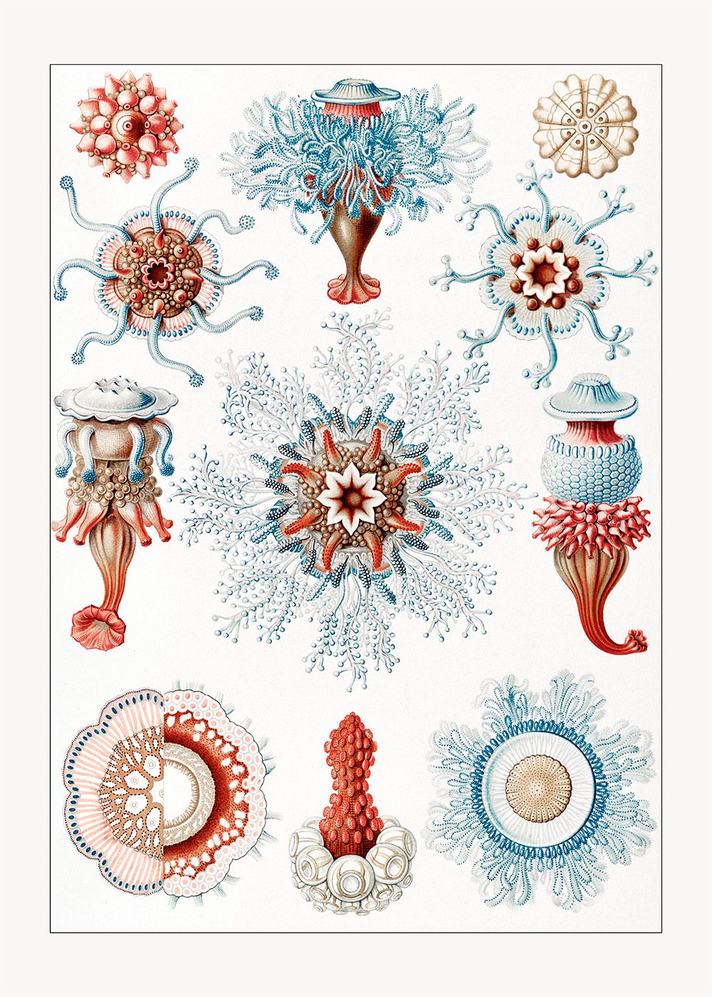 Sifonoforer Poster Ernst Haeckel Siphonophorae