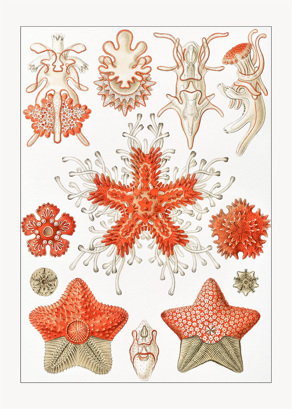 sjöstjärnor Poster Asteridea Ernst Haeckel
