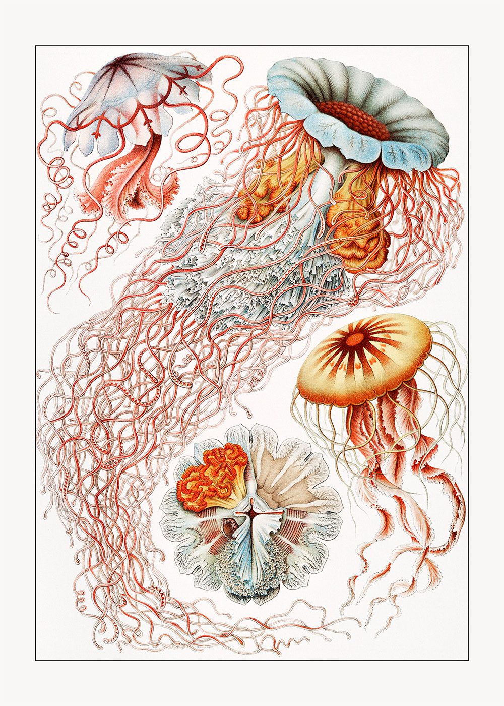 Skivmaneter Poster, Discomedusae Poster Ernst Haeckel