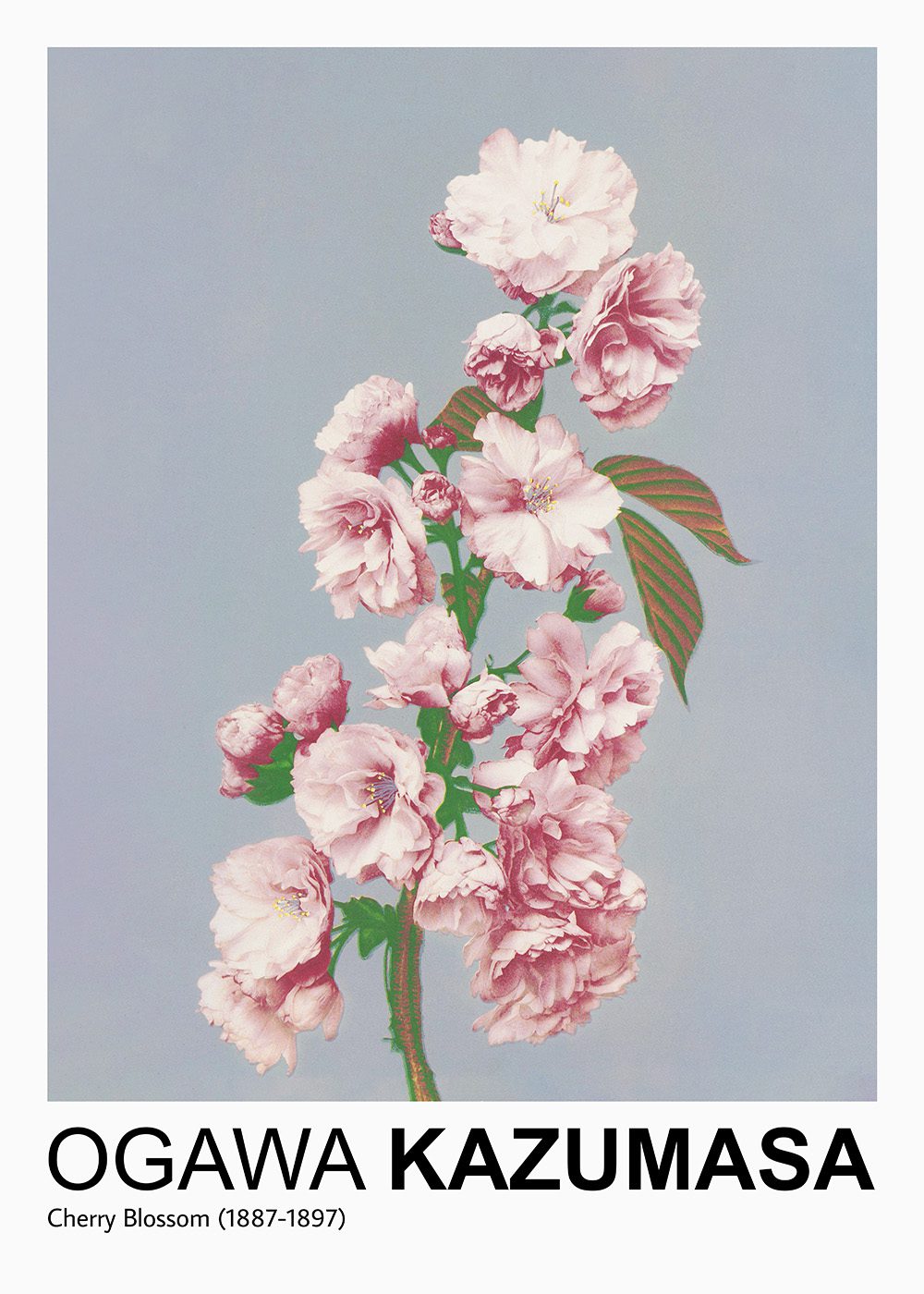 Cherry Blossom av Ogawa Kazumasa visar rosa körsbärsblommor mot en ljus bakgrund, vårposters, japansk konst.