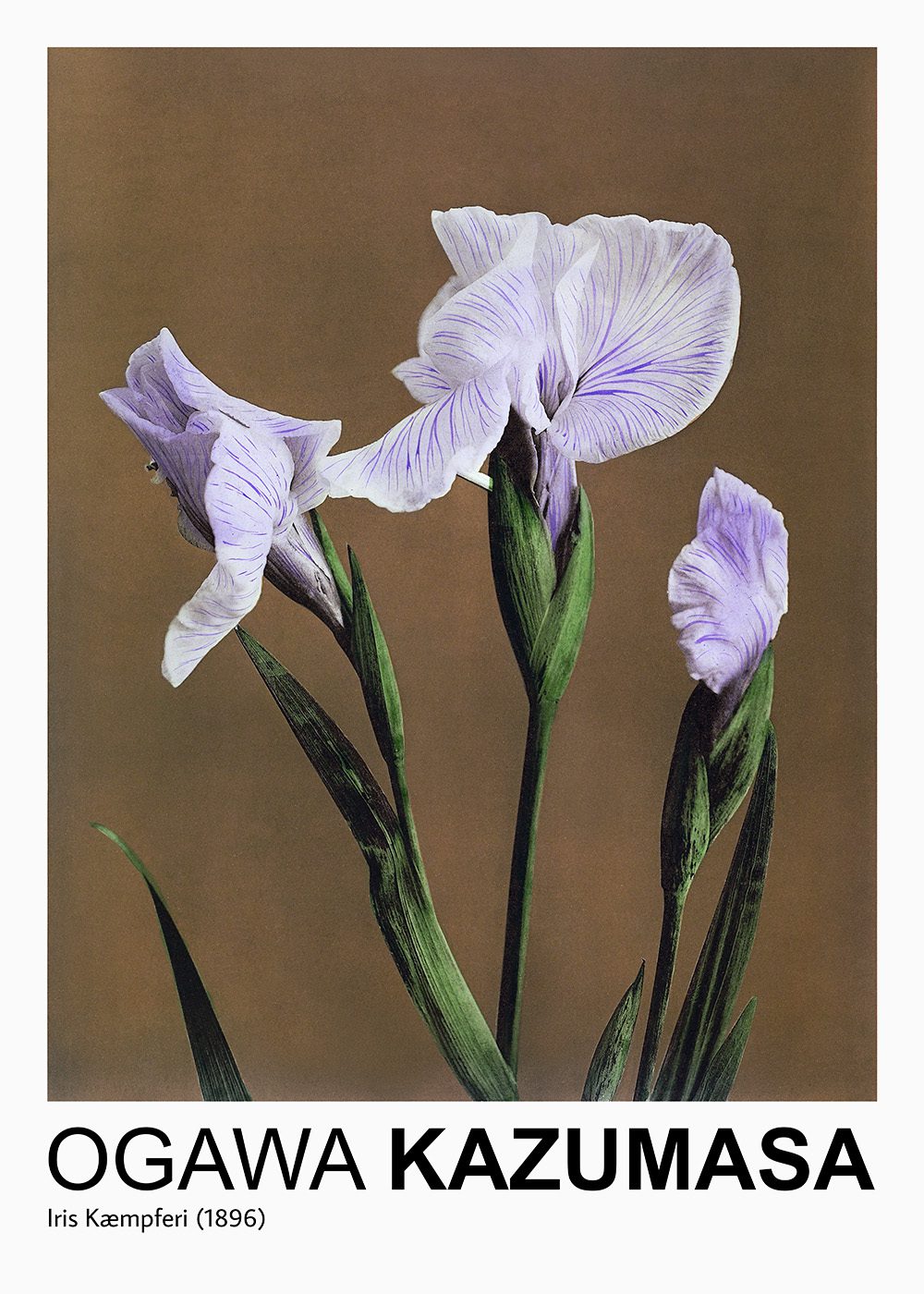 Ogawa Kazumasa Iris Poster