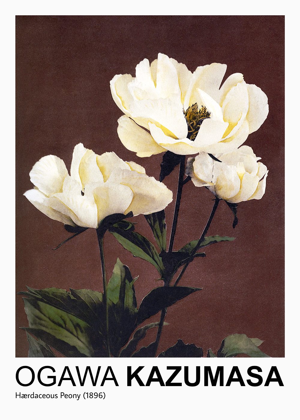 Hærdaceous Peony av Ogawa Kazumasa, botanisk poster med vita pioner, japansk konst, vårdekoration.