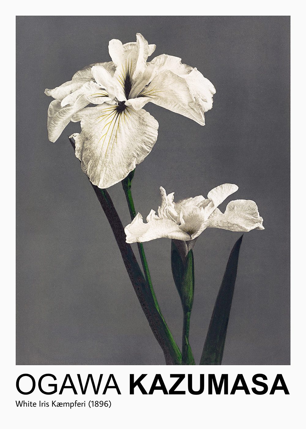Ogawa Kazumasa White Iris Poster