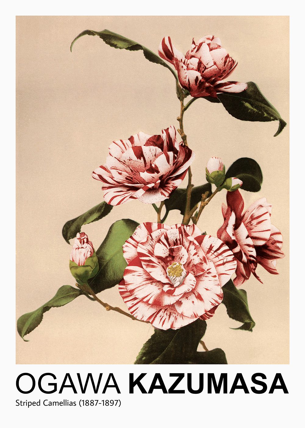 Ogawa Kazumasas Poster Striped Camellias