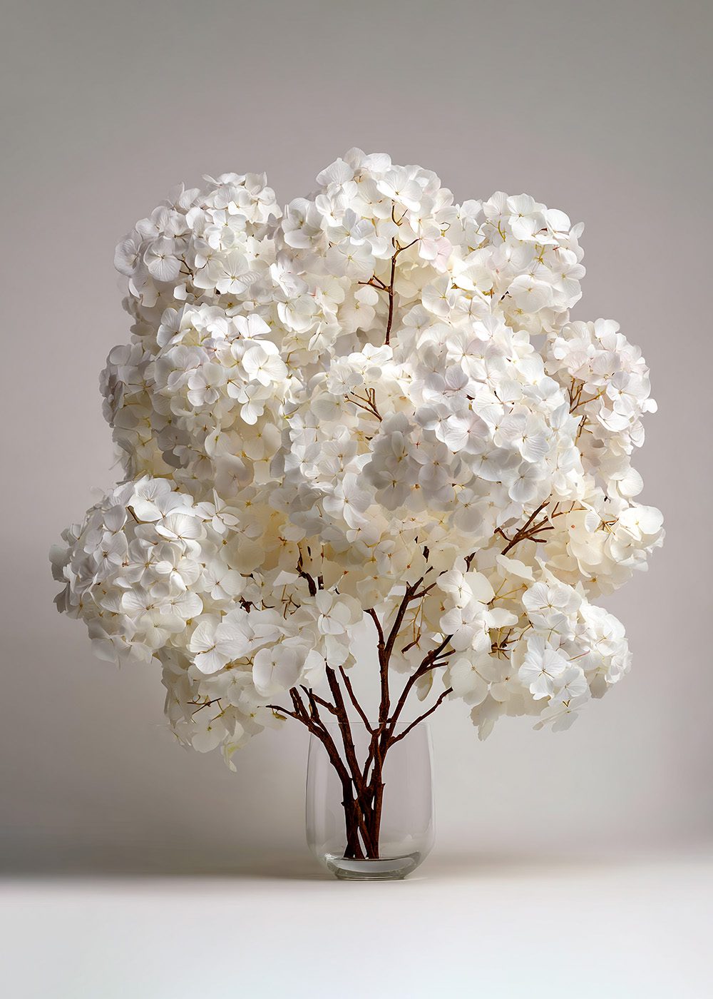 Vita hortensior i glasvas, vårposters, botaniska posters, elegant blomsterarrangemang.