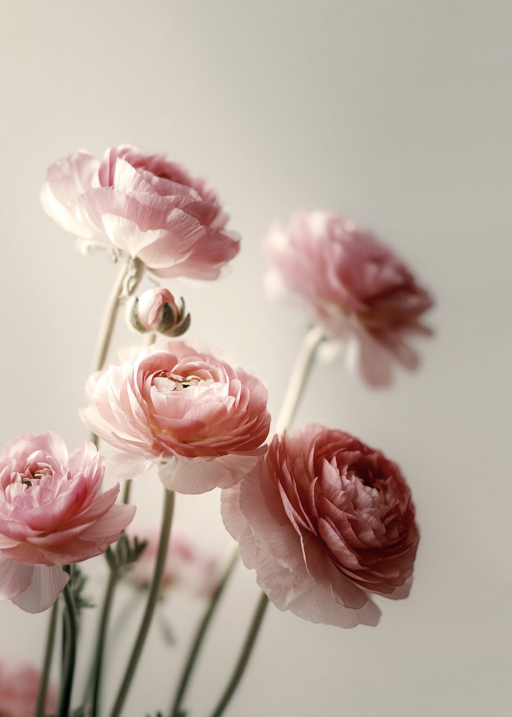 Aprikos Ranunkel blommor i mjukt ljus, perfekt för vårposters och botaniska posters.