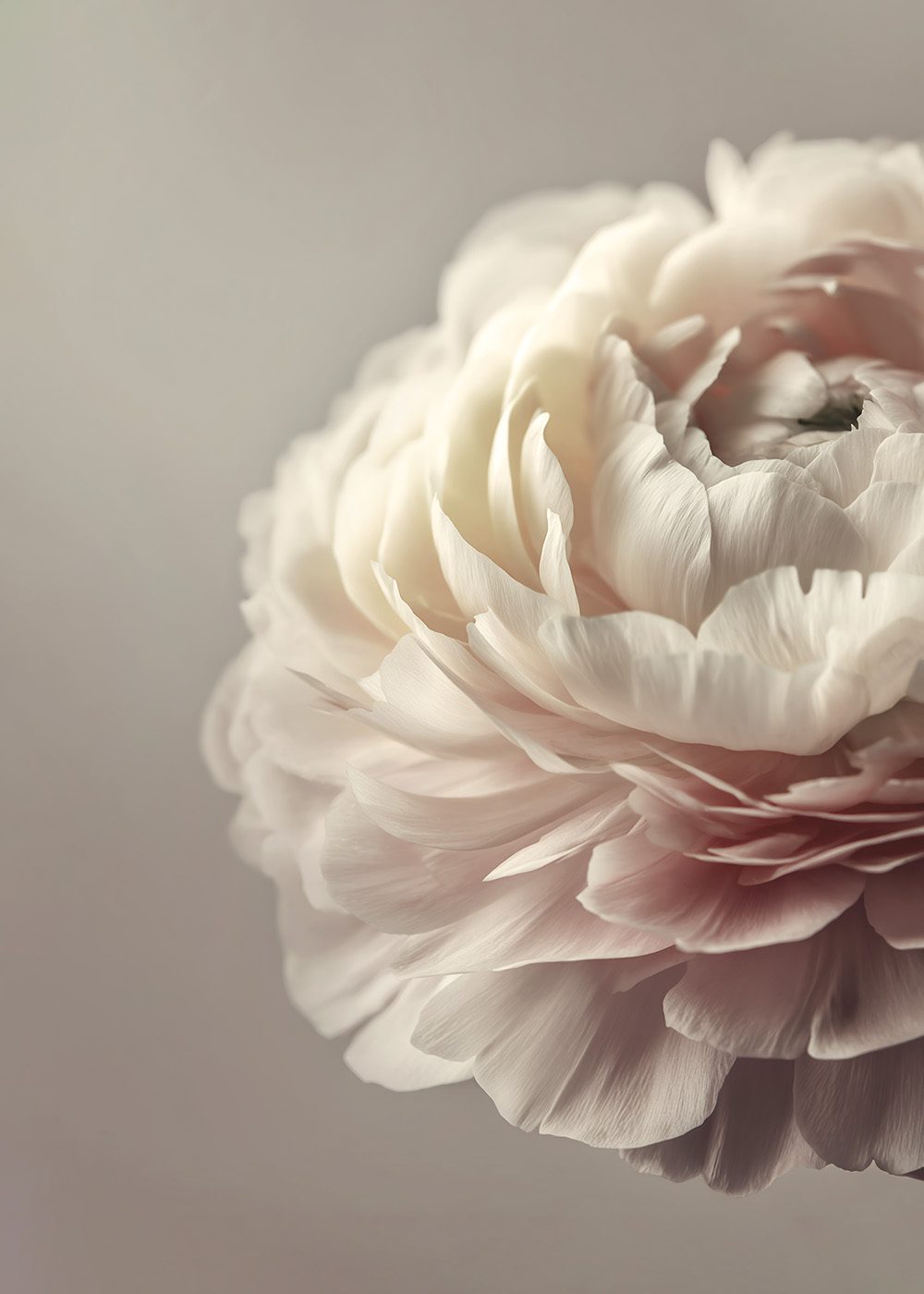 Krämvit pion i närbild, del av vårposters och botaniska posters kollektion.