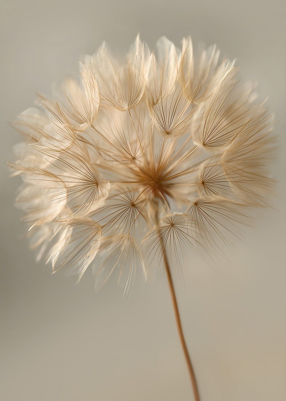 Maskrosdröm poster med närbild av maskrosfrön mot en ljus bakgrund, perfekt för vår- och botaniska teman.