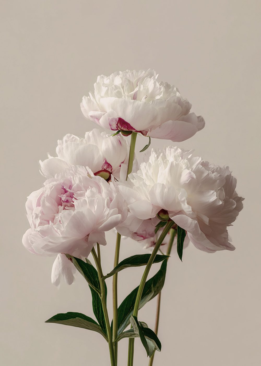Ljusrosa pionbukett med gröna stjälkar mot beige bakgrund, perfekt för vårposters och botaniska posters.