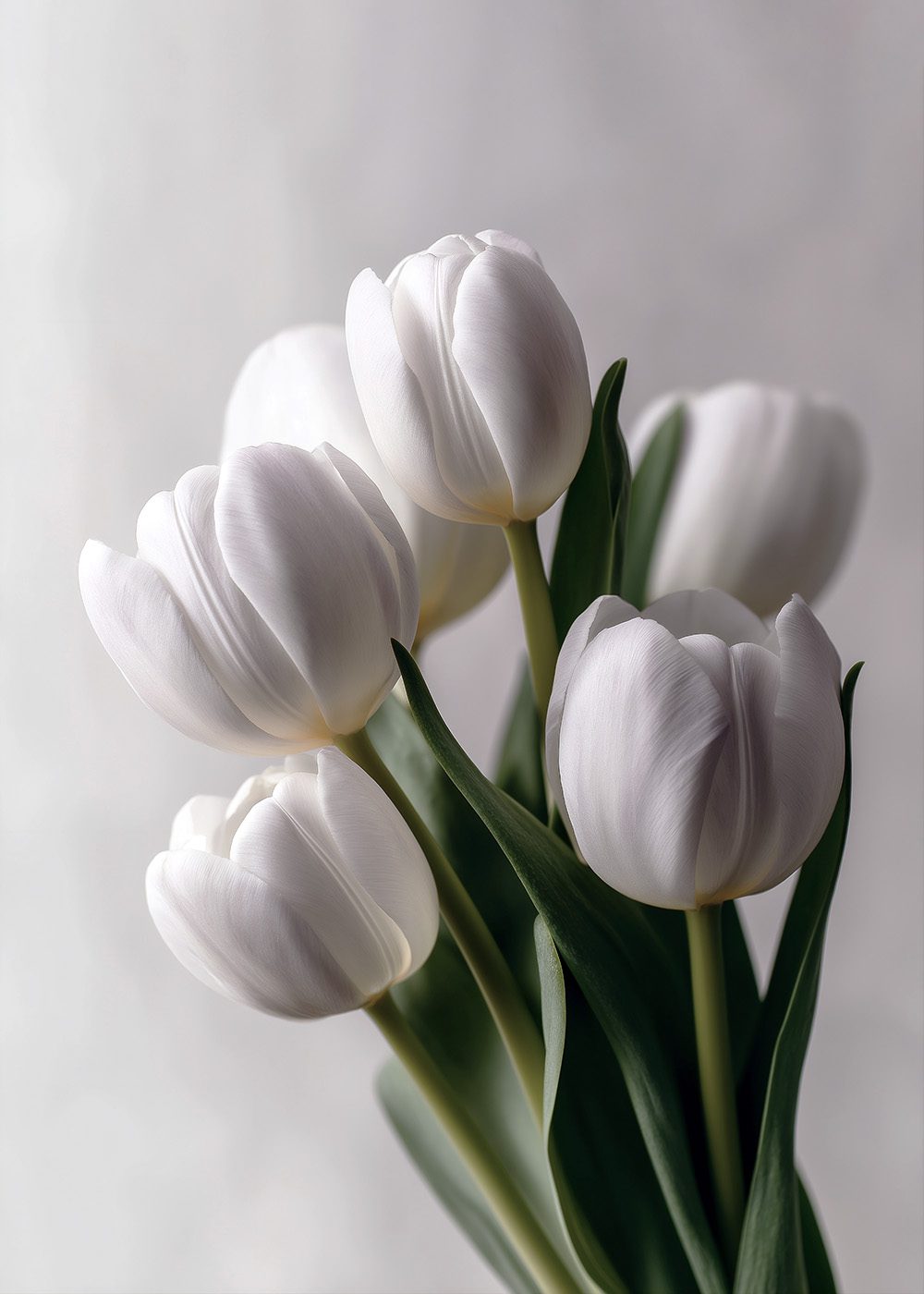 Vita tulpaner i närbild, vårposters, botaniska posters, eleganta blommor med gröna stjälkar mot neutral bakgrund.